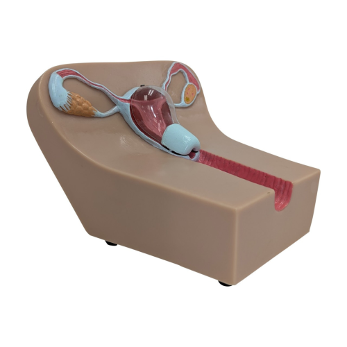 Anatomy Lab IUD Insertion Model I = 900-104452