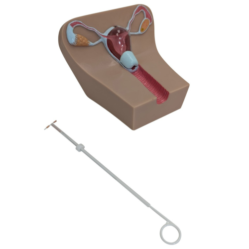 Anatomy Lab IUD Insertion Model I = 900-104452