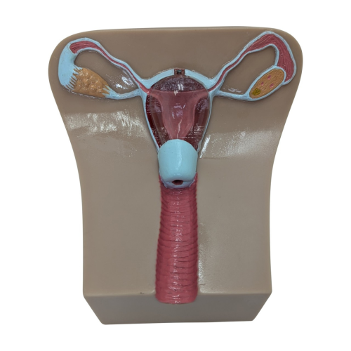 Anatomy Lab IUD Insertion Model I