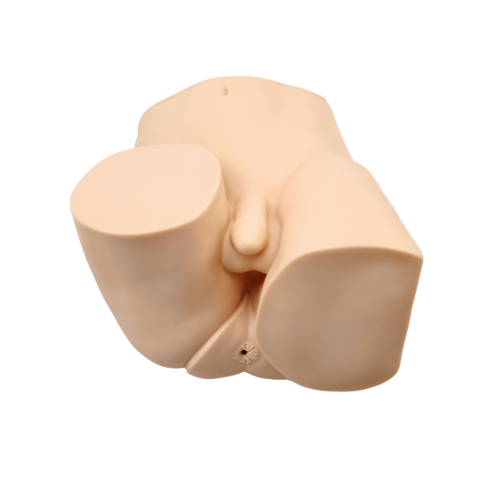 Anatomy Lab Advanced Rectal Touch Examination Model = 900-105848