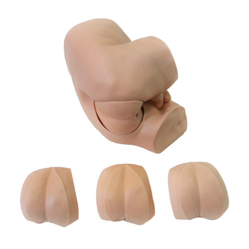 Anatomy Lab Advanced Rectal Touch Examination Model