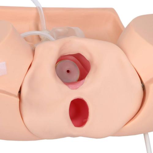 Anatomy Lab Advanced Gynecological Examination Simulator = 900-106801