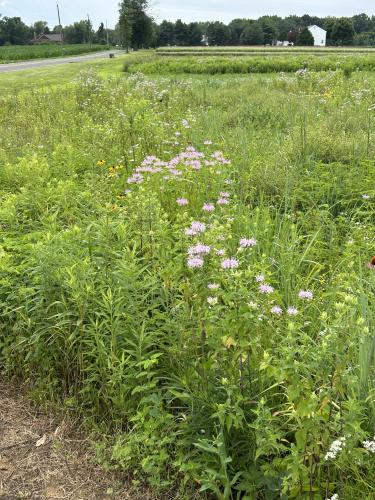 350: Roadside Mix