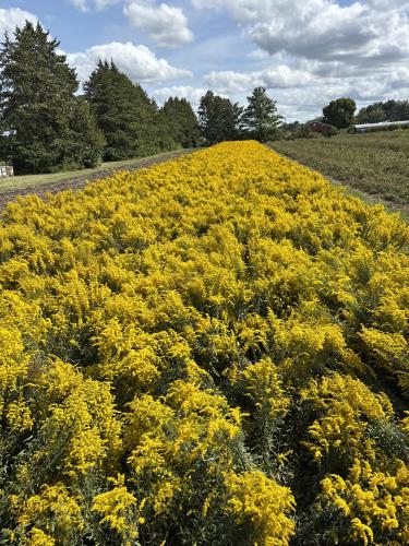 Solidago nemoralis (Gray Goldenrod) 2" Plug 50 ct.