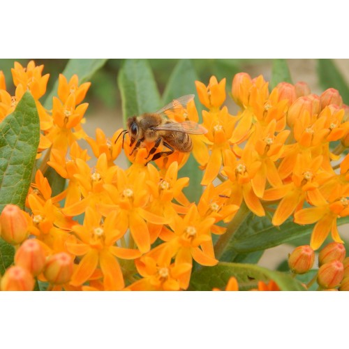 ASCLEPIAS TUBEROSA (Butterflyweed) Deep 2" Plug