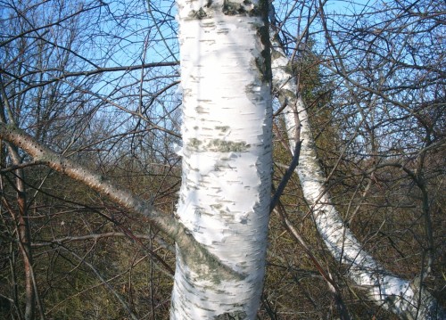 BETULA POPULIFOLIA (Gray Birch) #3 Pot Native Plants