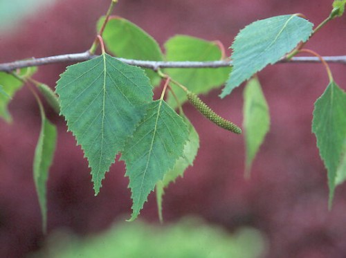 BETULA POPULIFOLIA (Gray Birch) #3 Pot Native Plants