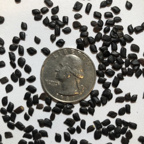 CHAMAECRISTA FASCICULATA (Partridge Pea) Seed Native Plants