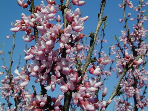 CERCIS CANADENSIS (Eastern Redbud) 32 ct. Tubeling Native Plants