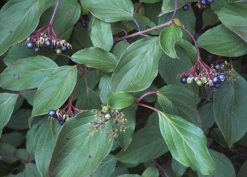 Cornus amomum (Silky Dogwood) #5 Pot Native Plants