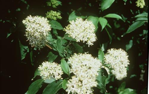 Cornus amomum (Silky Dogwood) #5 Pot