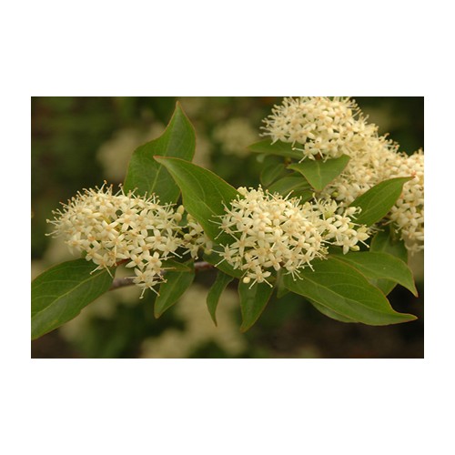 Cornus racemosa (Gray Dogwood) #5 Pot