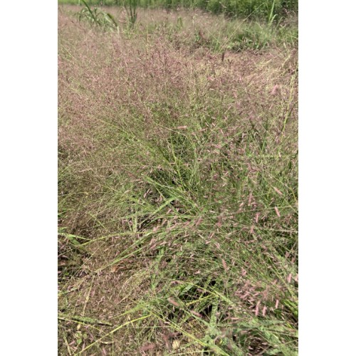 ERAGROSTIS SPECTABILIS (Purple Lovegrass) 2" Plug