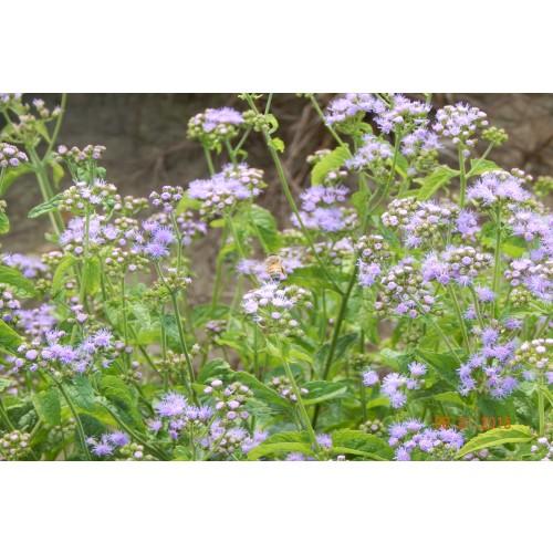 Conoclinium coelestinum (Blue Mistflower)#1 POT