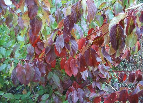 Cornus amomum (Silky Dogwood) #5 Pot Native Plants