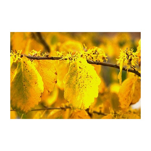 HAMAMELIS VIRGINIANA (American Withc-Hazel) 72 Tubeling
