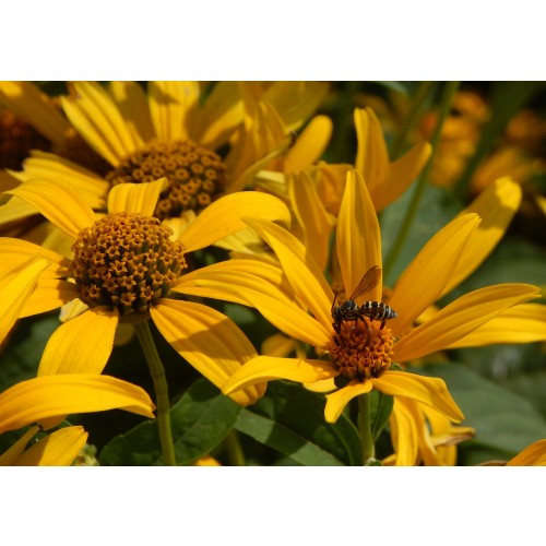 HELIOPSIS HELIANTHOIDES (False Sunflower) Seed