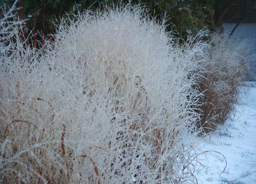 Panicum virgatum (Switchgrass) #1 POT Native Plants