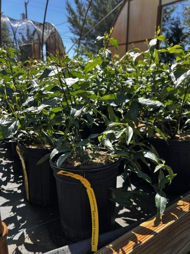Euonymus americanus  32 Tubeling (Strawberry Bush)