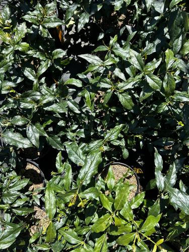 Euonymus americanus  #1 Pot (Strawberry Bush) Native Plants