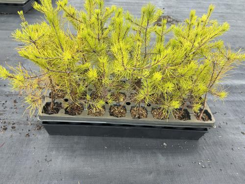 Pinus virginiana (Virginia Pine) 32 ct. Tubeling Native Plants