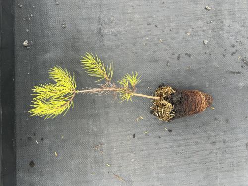 Pinus virginiana (Virginia Pine) 32 ct. Tubeling Native Plants