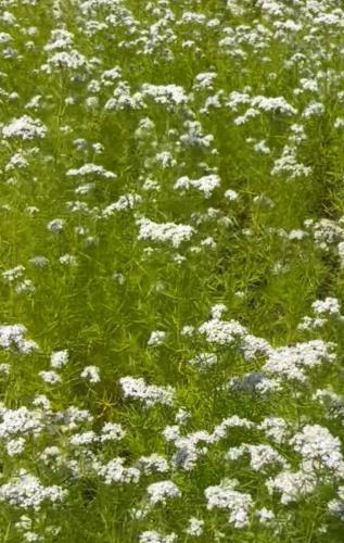 Pycnanthemum muticum 2" Plug