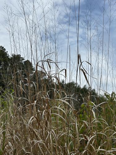 Panicum virgatum (Switchgrass) 2" Plug 50 ct. Native Plants