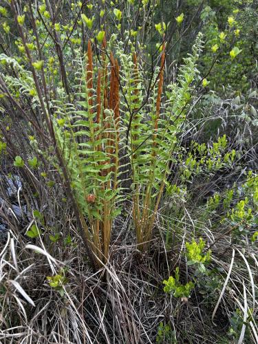 Osmunda cinnamomea (Cinnamon Fern) #1 POT