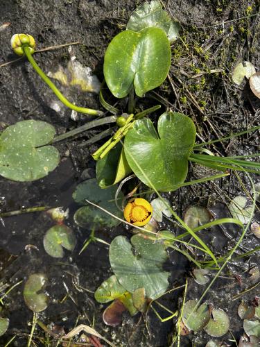 Nuphar lutea (Spatterdock) 2" Plug 50 ct.