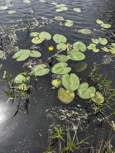 Nuphar lutea (Spatterdock) 2" Plug 50 ct. Native Plants