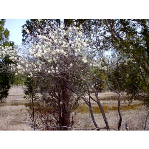 AMELANCHIER CANADENSIS (Shadbush) #1 Pot