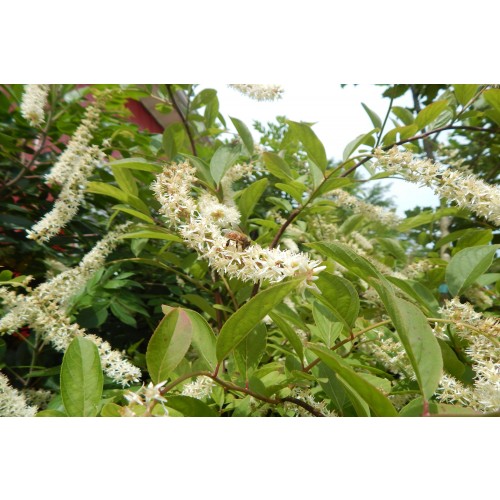 ITEA VIRGINICA (Virginia Sweetspire) Tubeling