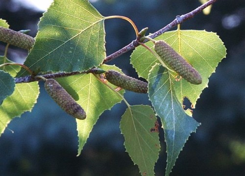 BETULA POPULIFOLIA (Gray Birch) #3 Pot Native Plants