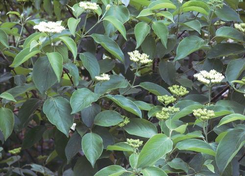 Cornus amomum (Silky Dogwood) #5 Pot Native Plants