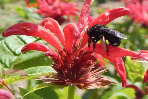 Monarda didyma (Scarlet Beebalm) #1 Pot