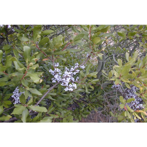 MORELLA PENSYLVANICA (Northern Bayberry) #1 Pot