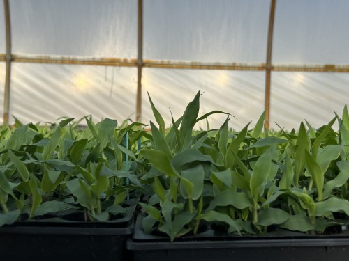Panicum clandestinum (Deertongue) 2" Plug 50 ct. Native Plants