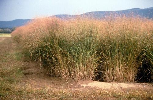 Panicum virgatum (Switchgrass) #1 POT
