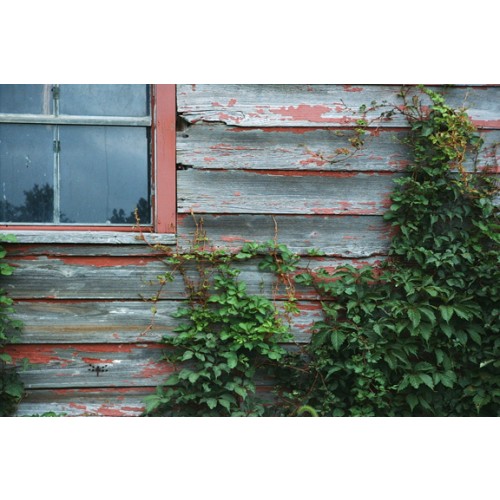 PARTHENOCISSUS QUINQUEFOLIA (Virginia Creeper) Tubeling