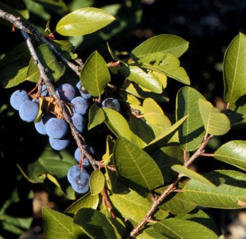 Prunus maritima (Beach Plum) #5 Pot Native Plants