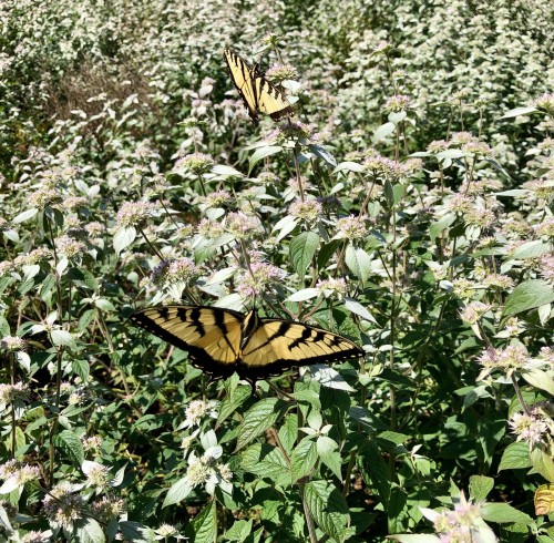 Pycnanthemum incanum (Hoary Mountain Mint) Seed Native Plants