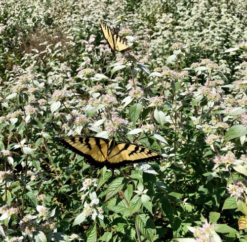 Buy Hoary Silver Leaf Mountain Mint, FREE SHIPPING