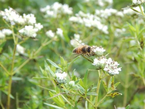 Pycnanthemum virginianum (Virginia Mountain Mint) #1 POT