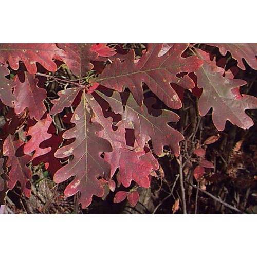 Quercus alba (White Oak) #1 Pot