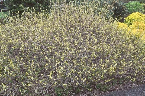 RHUS AROMATICA (Fragrant Sumac) #1 Pot Native Plants