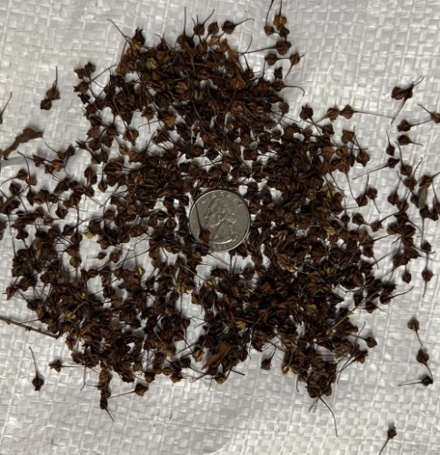 RUMEX VERTICILLATUS (SWAMP DOCK) Seed
