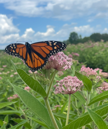 Asclepias incarnata ssp. Pulchra (Eastern Swamp Milkweed) 2" Plug Native Plants