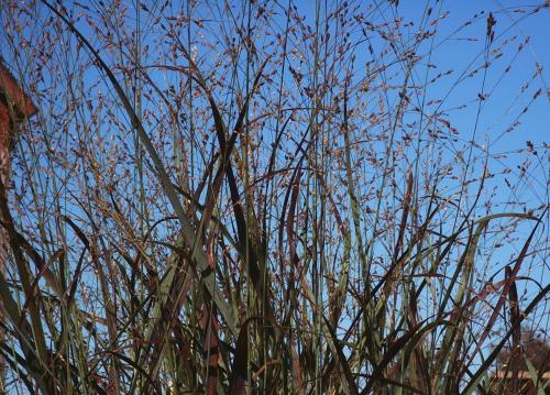 Panicum virgatum (Switchgrass) #1 POT Native Plants