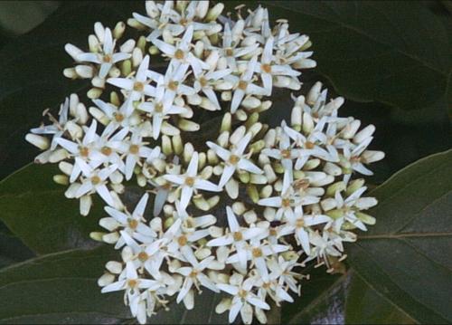 Cornus amomum (Silky Dogwood) #5 Pot Native Plants